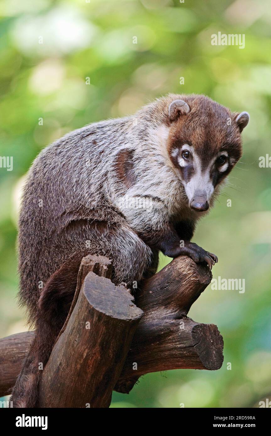 White nosed coati (Nasua narica Stock Photo - Alamy