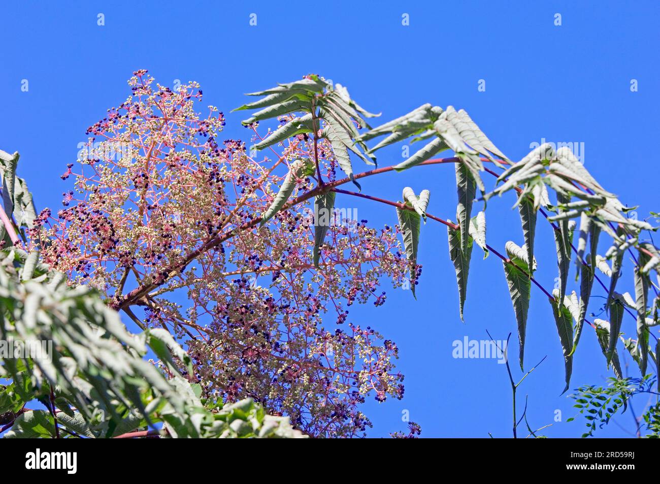 Korean angelica-tree (Aralia elata) (Aralia mandshurica) Stock Photo