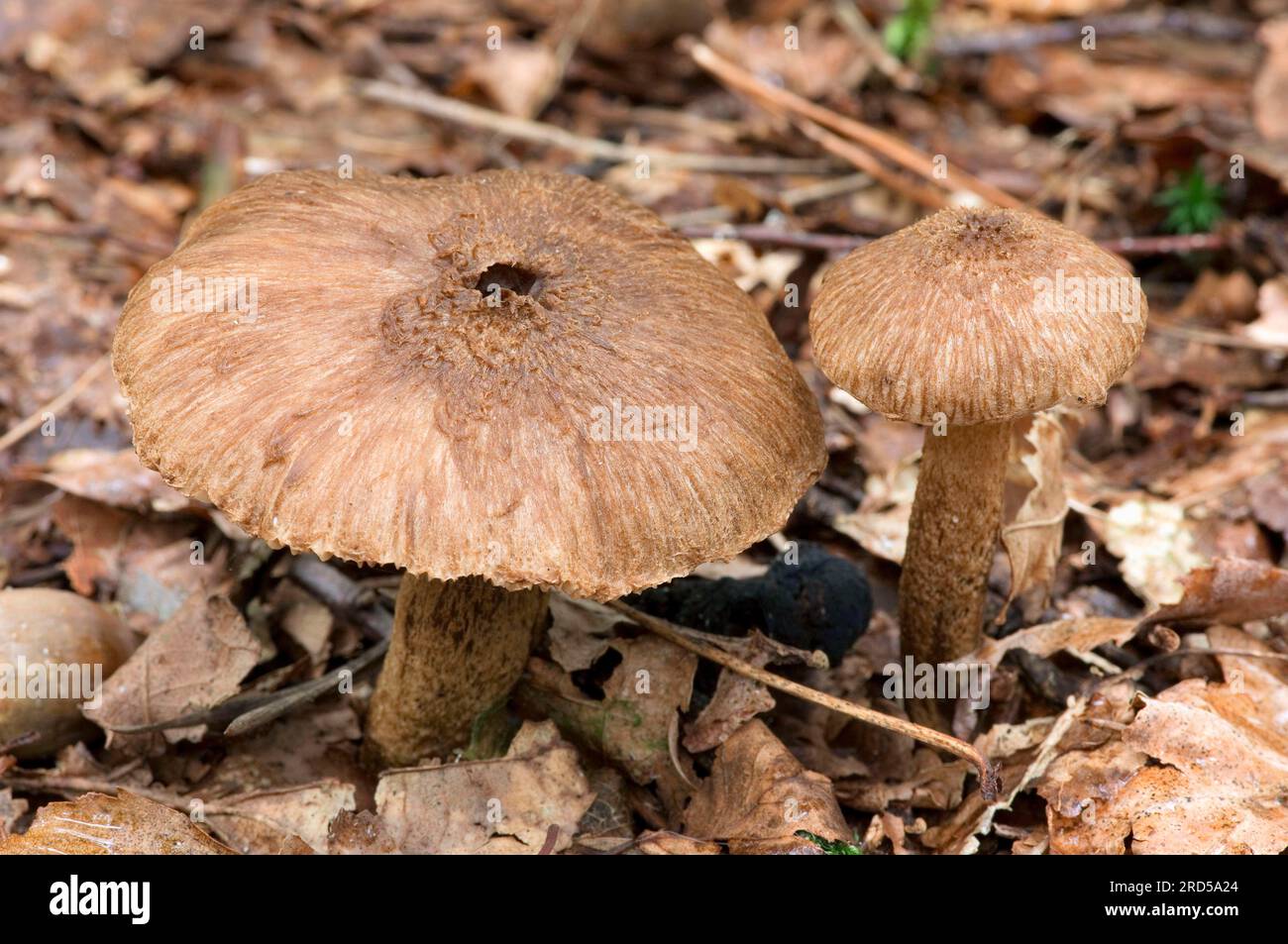 Common whorlhead (Inocybe lacera), shaggy crack fungus, spindle-spored crack fungus, Netherlands Stock Photo