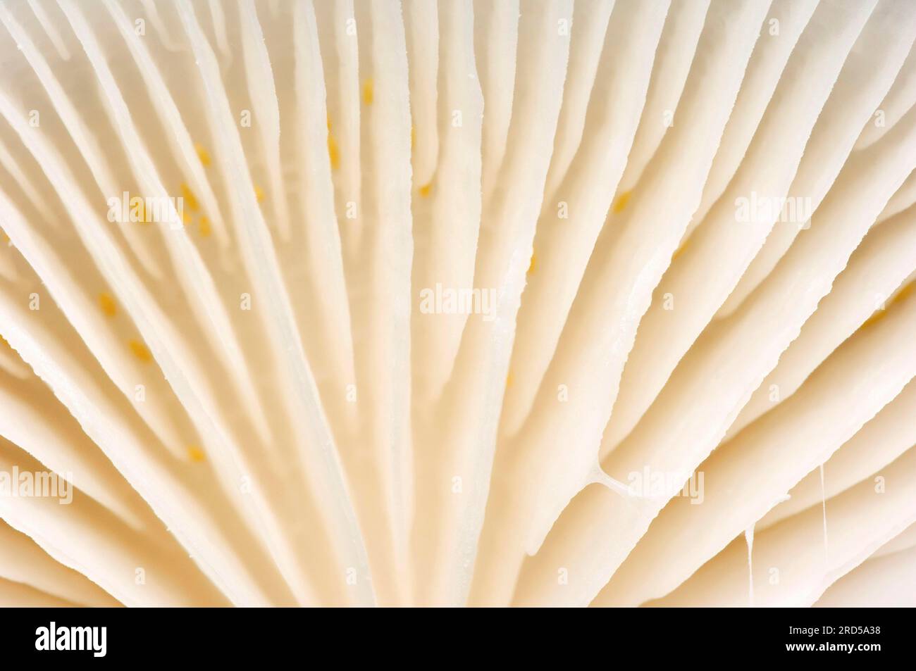 Porcelain fungus (Oudemansiella mucida), porcelain fungus, Netherlands ...