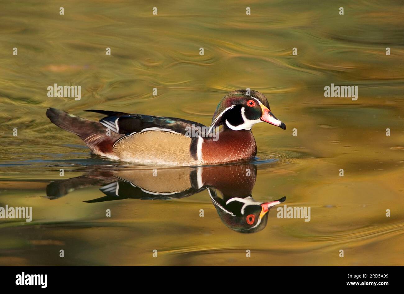 Wood duck (Aix sponsa), drake, lateral Stock Photo Alamy