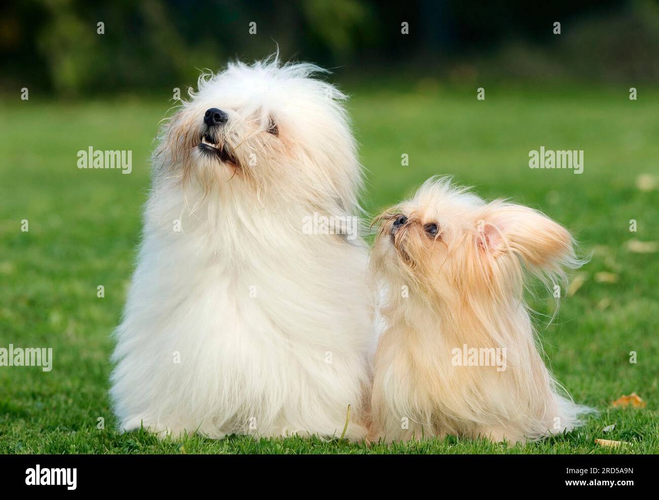 MiKi and Coton de Tulear Stock Photo Alamy