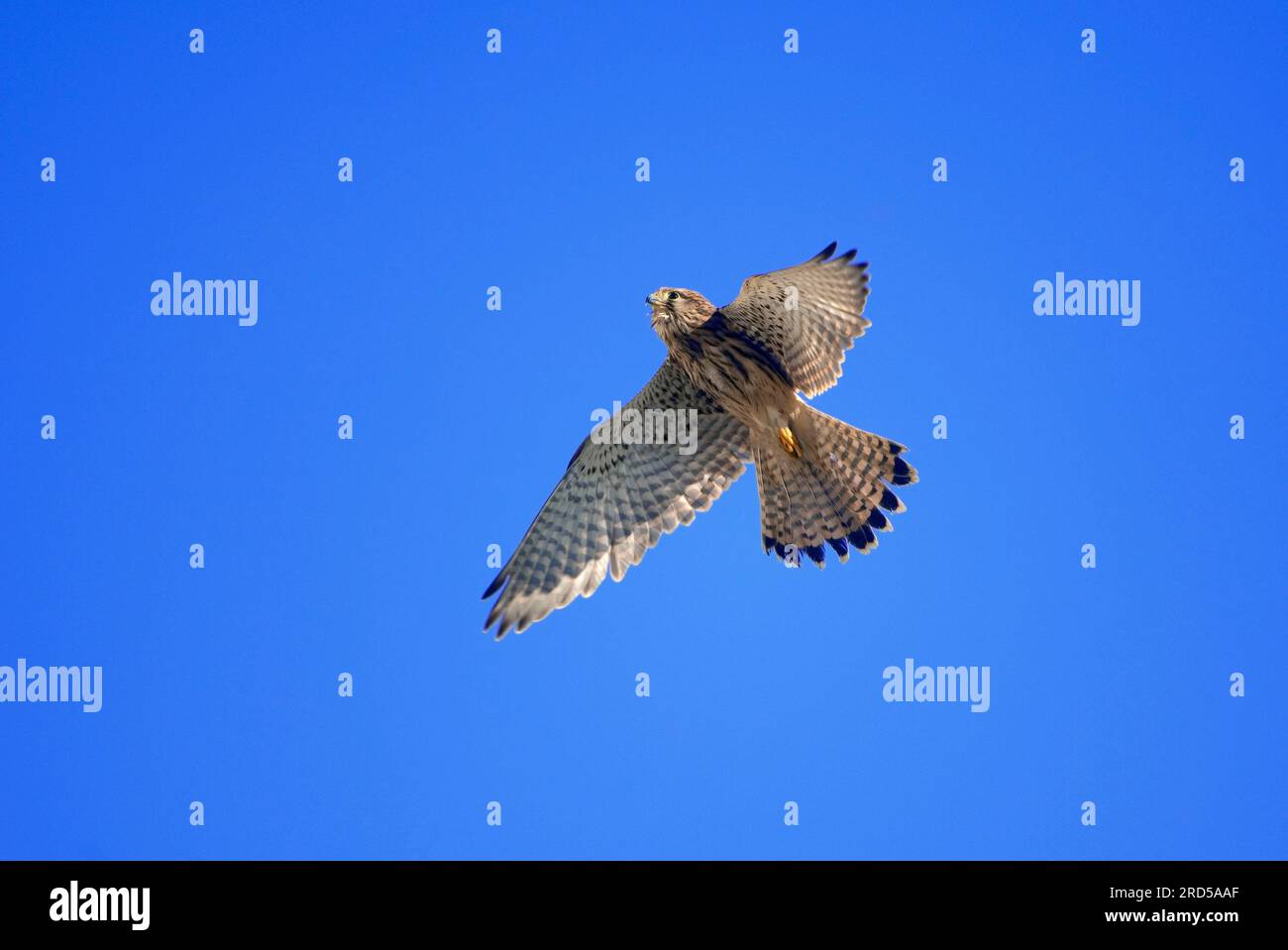 Laggar Falcon (Falco jugger Stock Photo Alamy