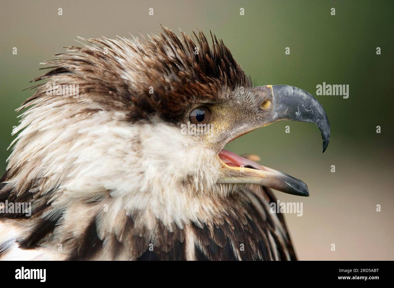 African fish eagle (Haliaeetus vocifer), juvenile, lateral, profile Stock Photo