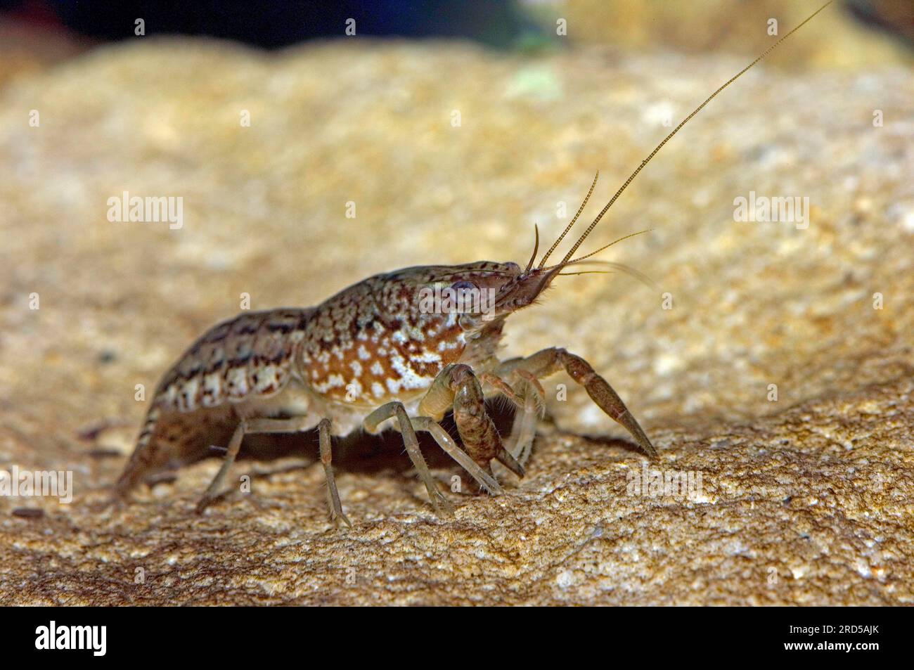 Marbled crayfish (Procambarus) Stock Photo