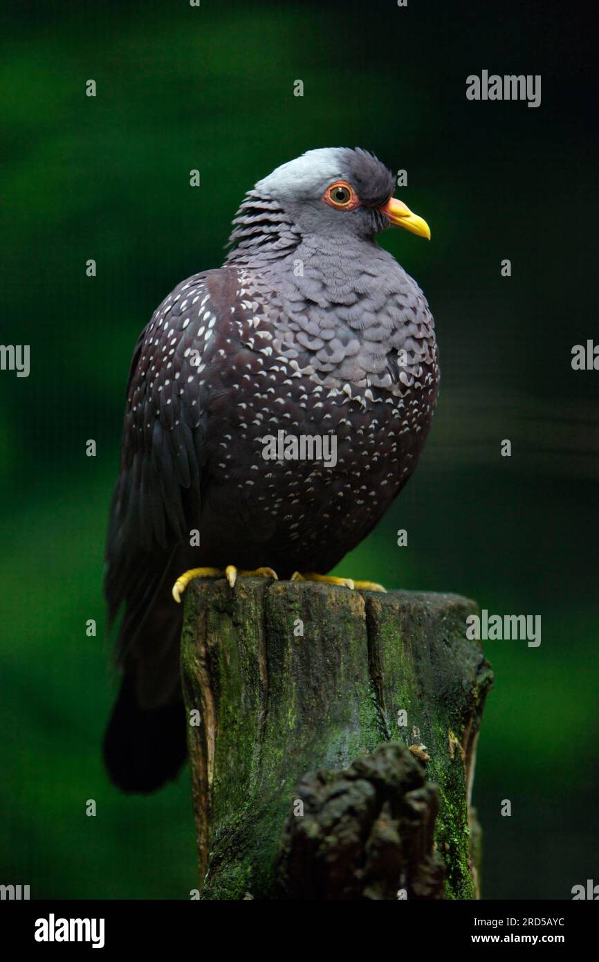 African olive pigeon (Columba arquatrix) Stock Photo