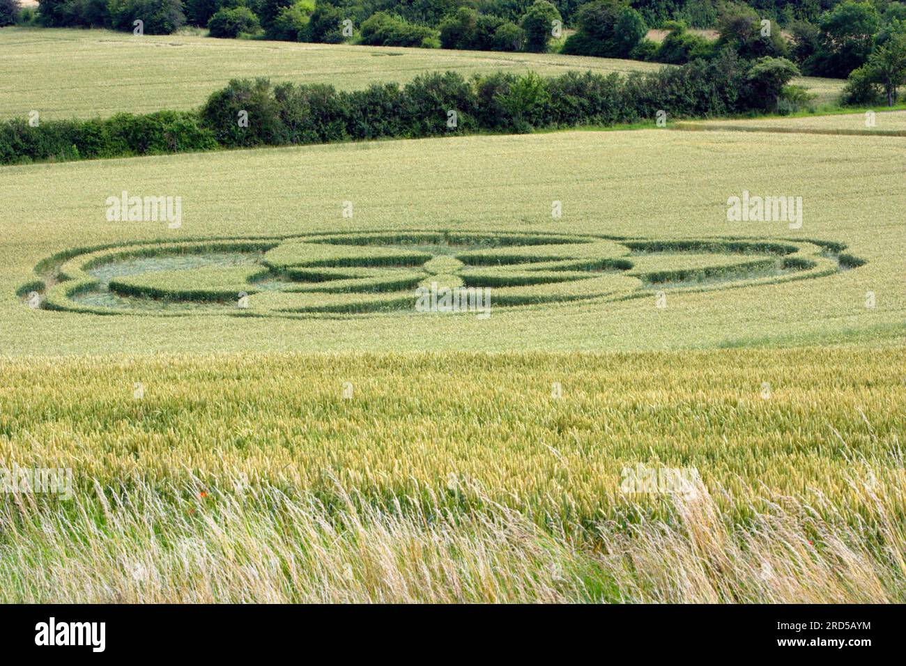 Crop circles in wheat field, Lower Saxony, Germany Stock Photo