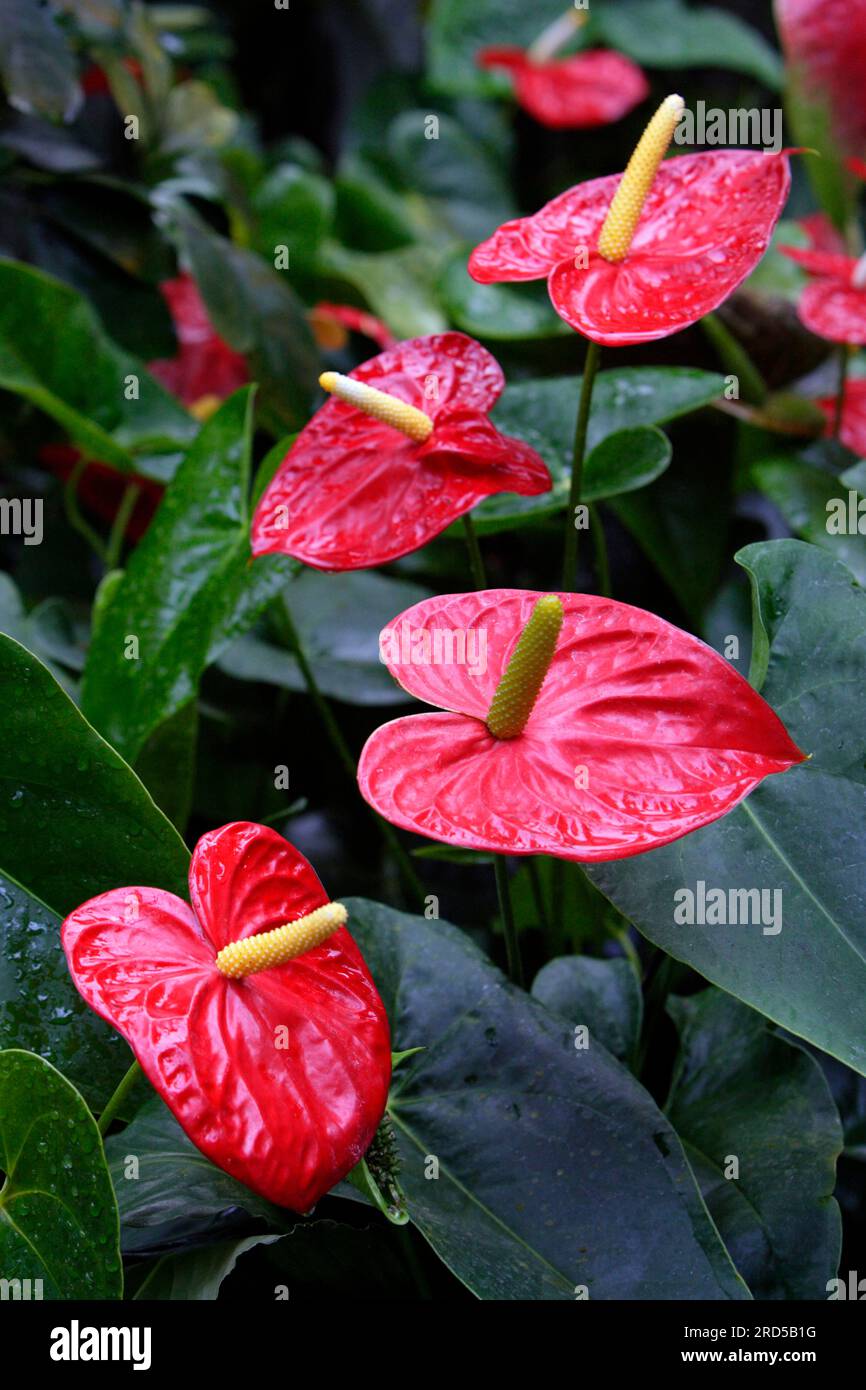 Flamingo Lily (Anthurium andraeanum Stock Photo Alamy