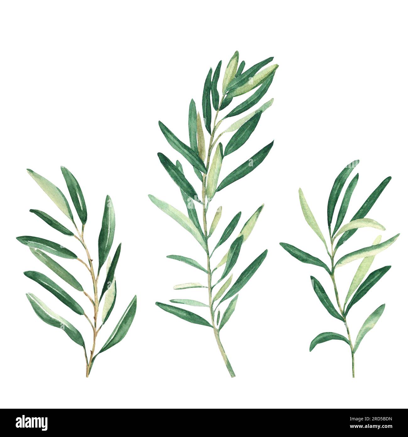 Olive branches set isolated on white background. Watercolor hand drawn ...