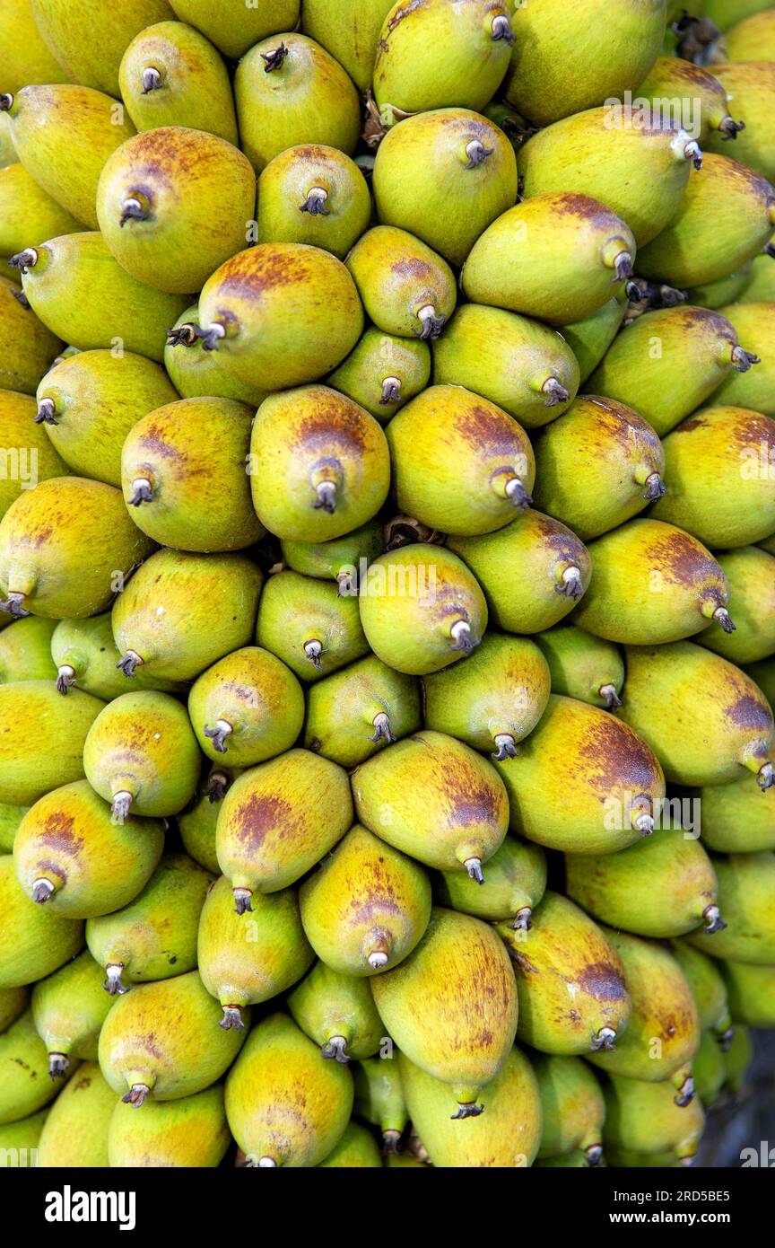 Acuri Palm fruits, Pantanal, Brazil (Attalea phalerata) Stock Photo