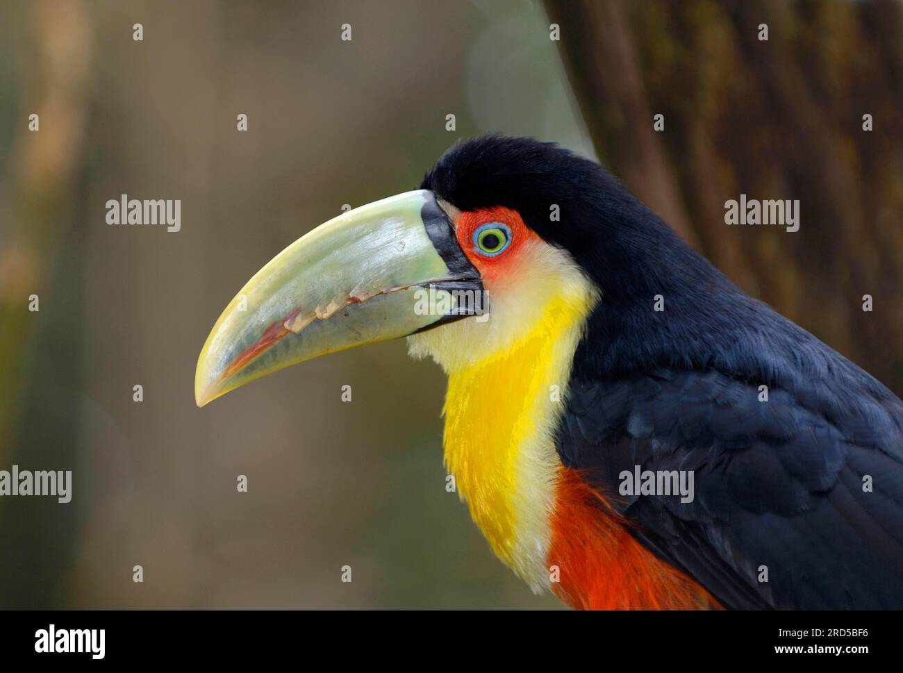 Green-billed toucan (Ramphastos dicolorus), Page, Brazil Stock Photo