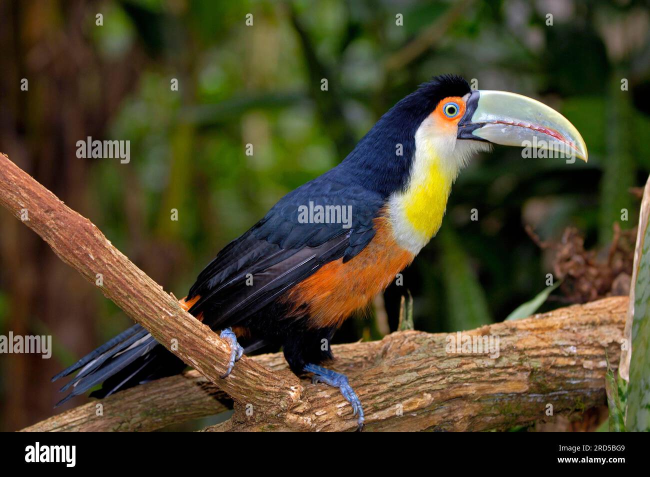 Green-billed toucan (Ramphastos dicolorus), Brazil Stock Photo