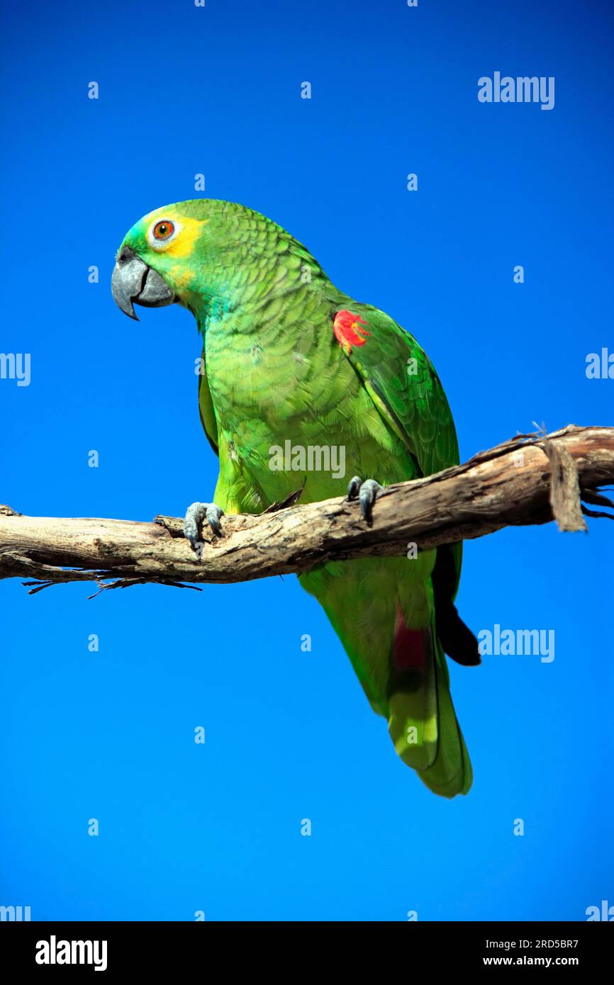 Bluefronted Amazon (Amazona aestiva), Pantanal, Brazil, Turquoise