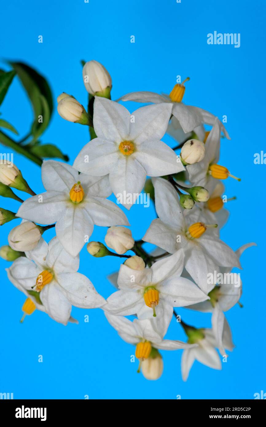 Potato Vine (Solanum jasminoides) Stock Photo