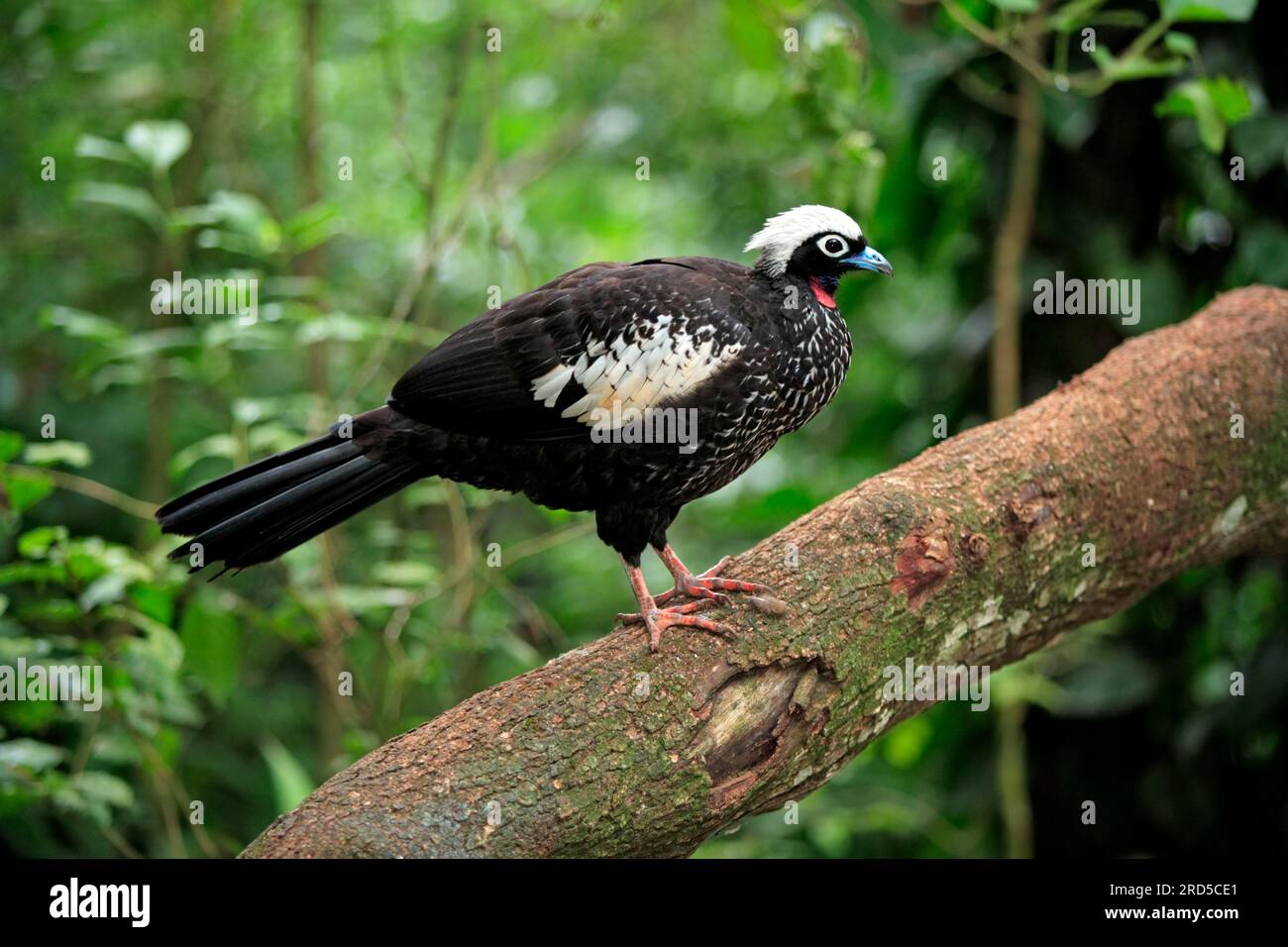 Black-fronted Penguin, Pantanal (Aburria jacutinga), Brazil Stock Photo