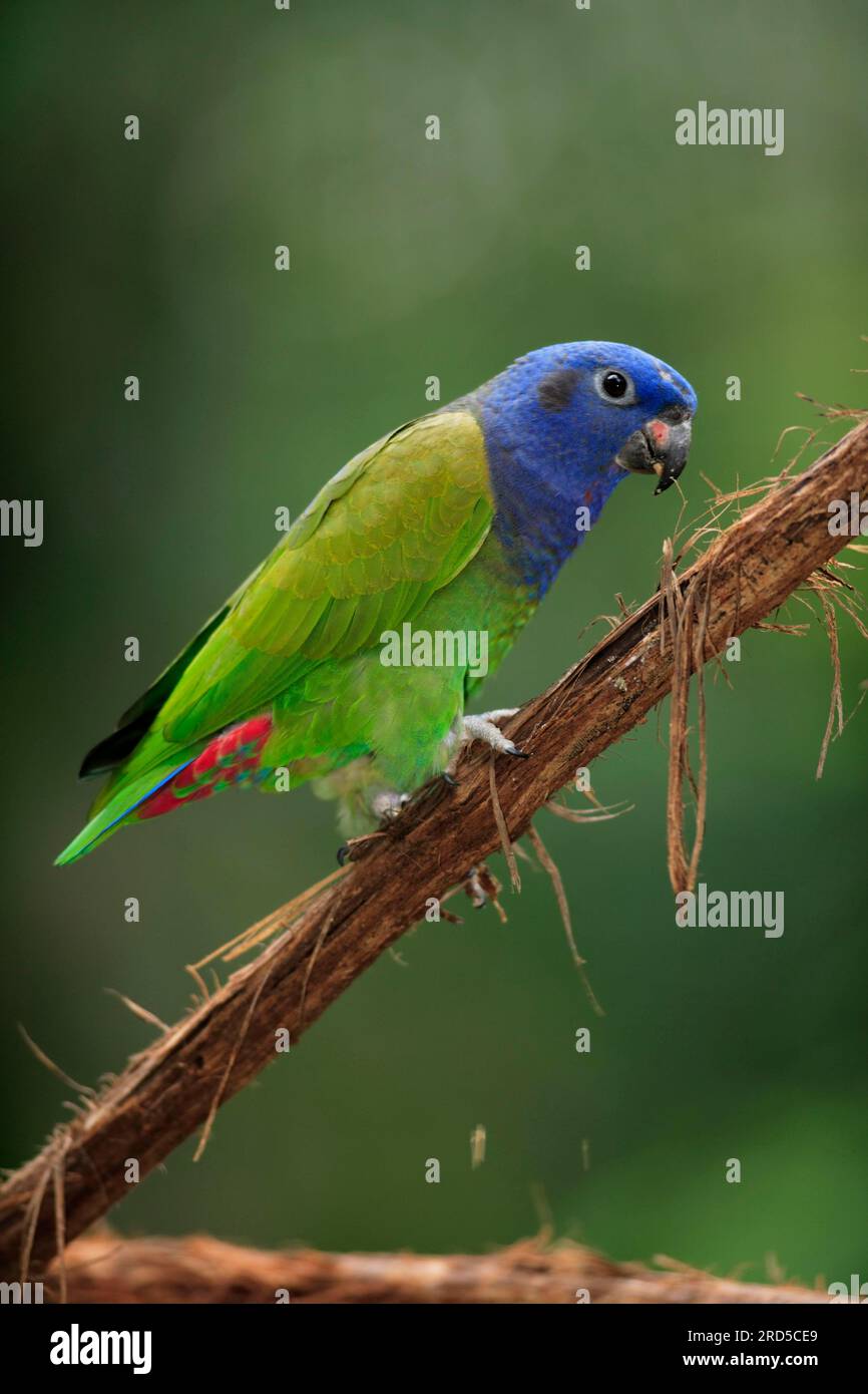Blue-headed parrot (Pionus menstruus), Pantanal, Brazil Stock Photo - Alamy