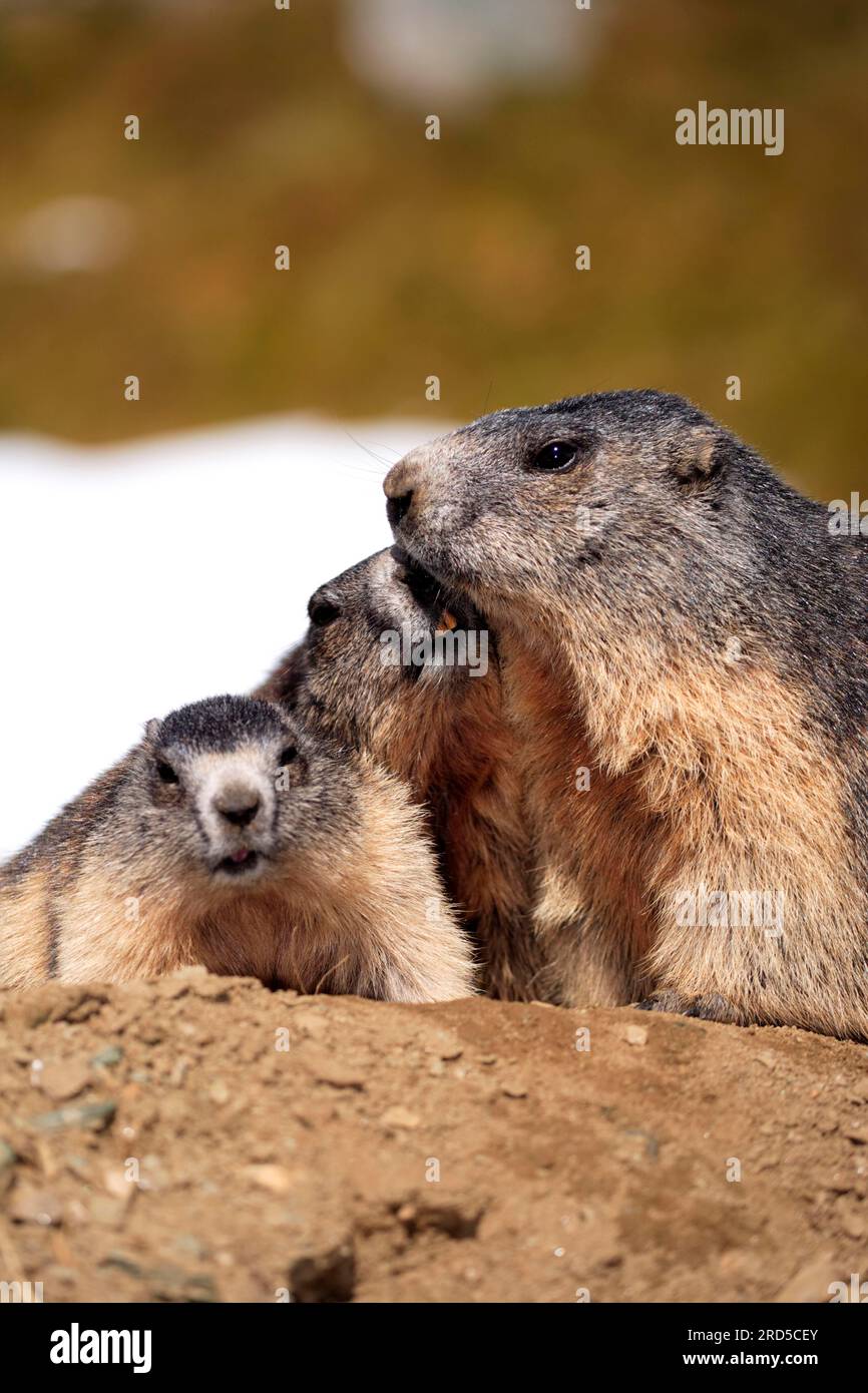 family game – Plateau Marmots