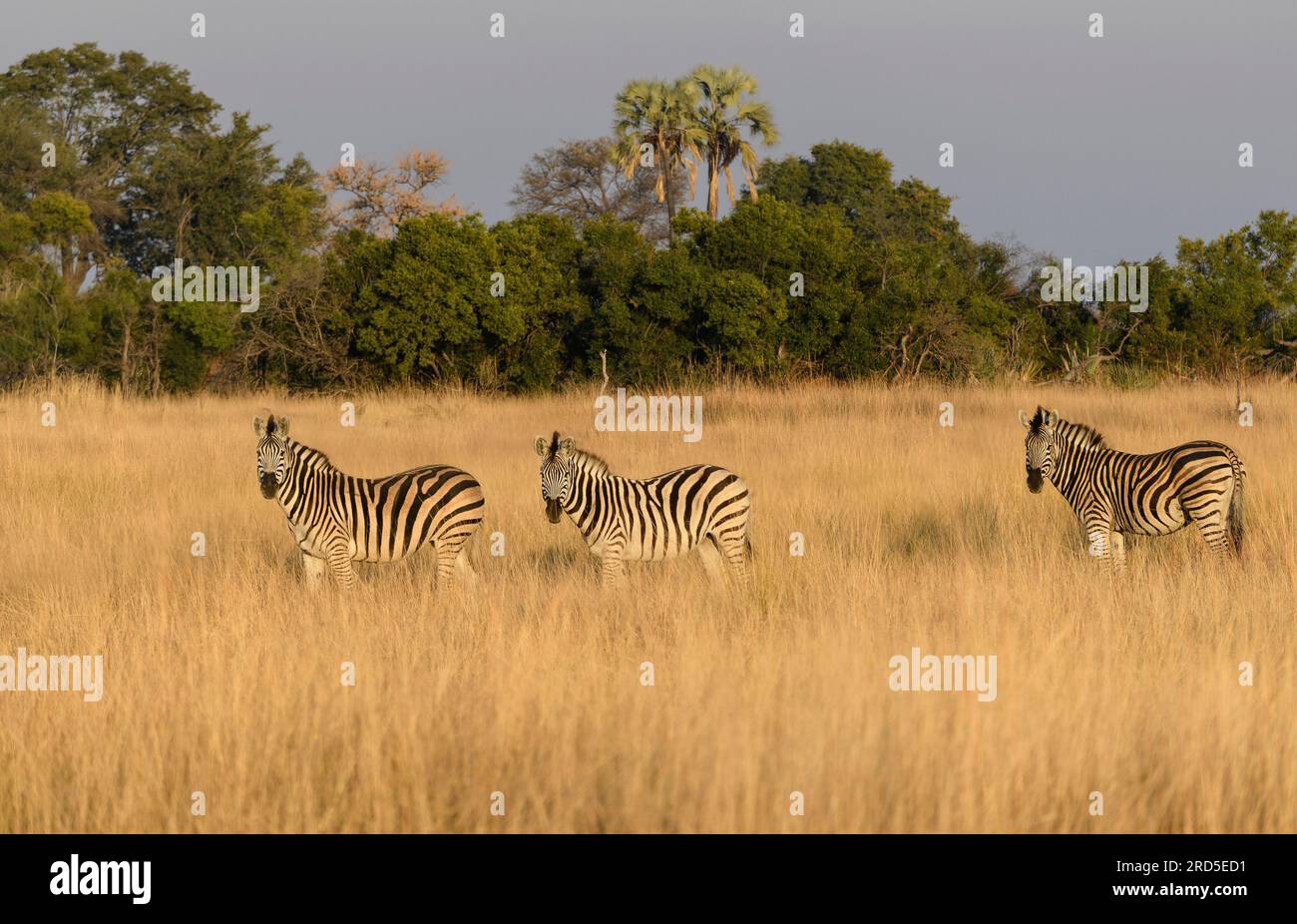 Three zebras on the grasslands in golden light Stock Photo