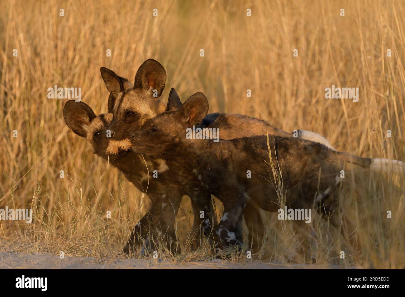 Three Wild Dog puppies play with ear from a recent kill Stock Photo
