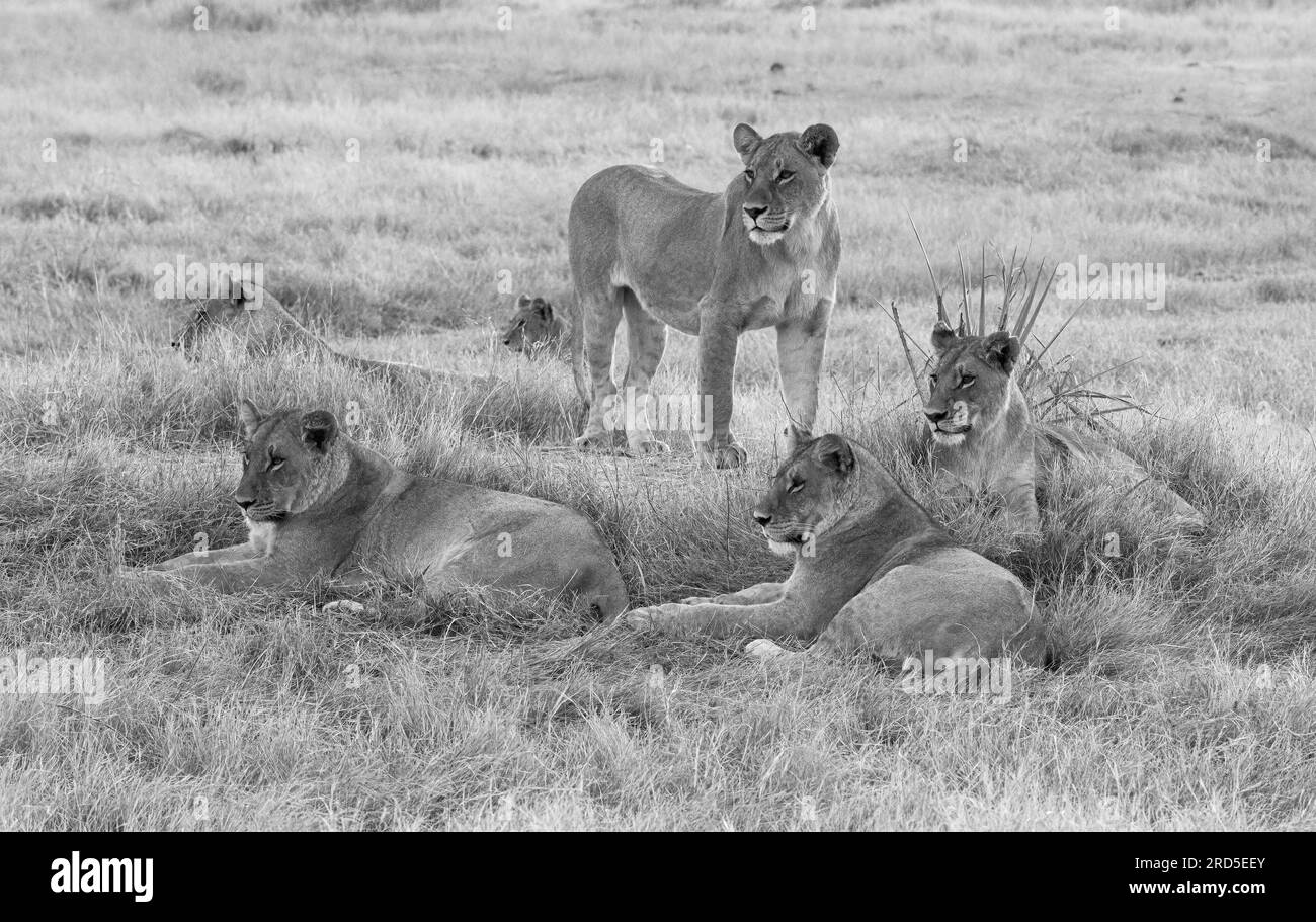 Pride of six lions all looking same direction, black and white Stock Photo