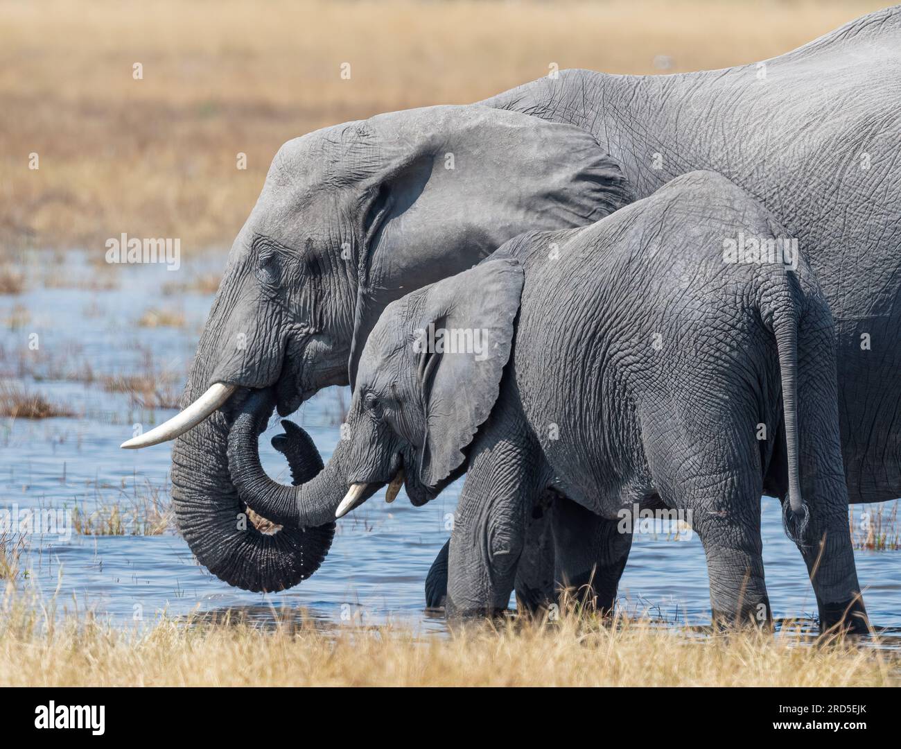 Mother and juvenile elephant with trunks entangled Stock Photo