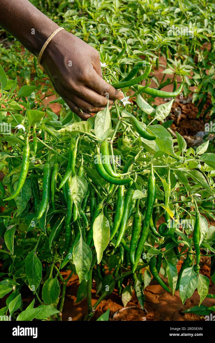 Green chilli (Capsicum frutescens) field in Oddanchatram Ottanchathiram