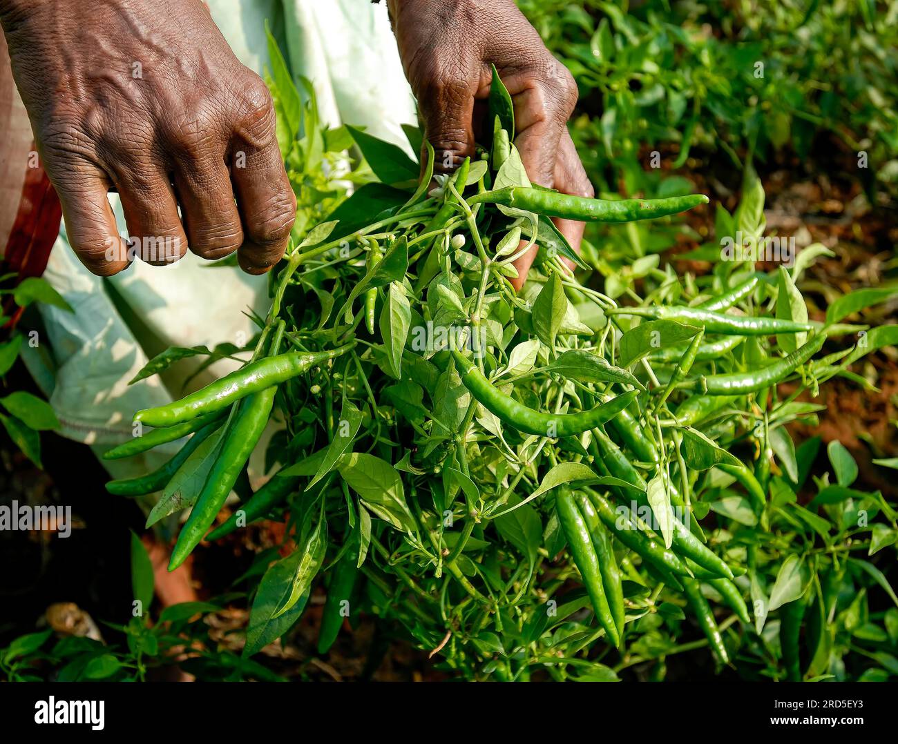 Green chilli (Capsicum frutescens) field in Oddanchatram Ottanchathiram