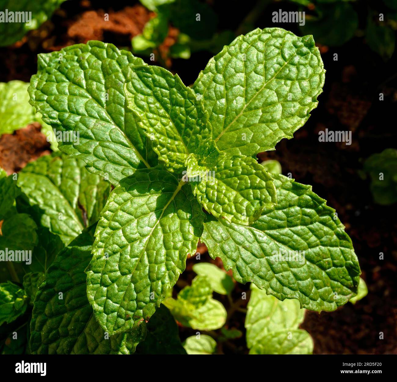 corn mint (Lamiaceae) field mint (Mentha arvensis) wild mint, Tamil Nadu, South India, India, Asia Stock Photo