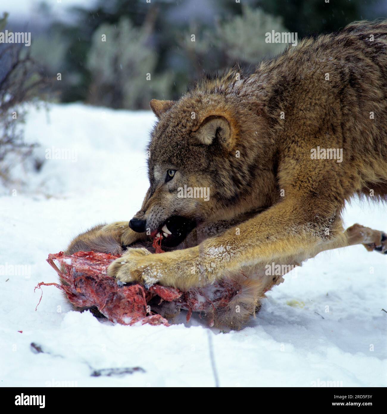 Gray wolf (Canis lupus), threatening, threatening gesture, growl Stock Photo