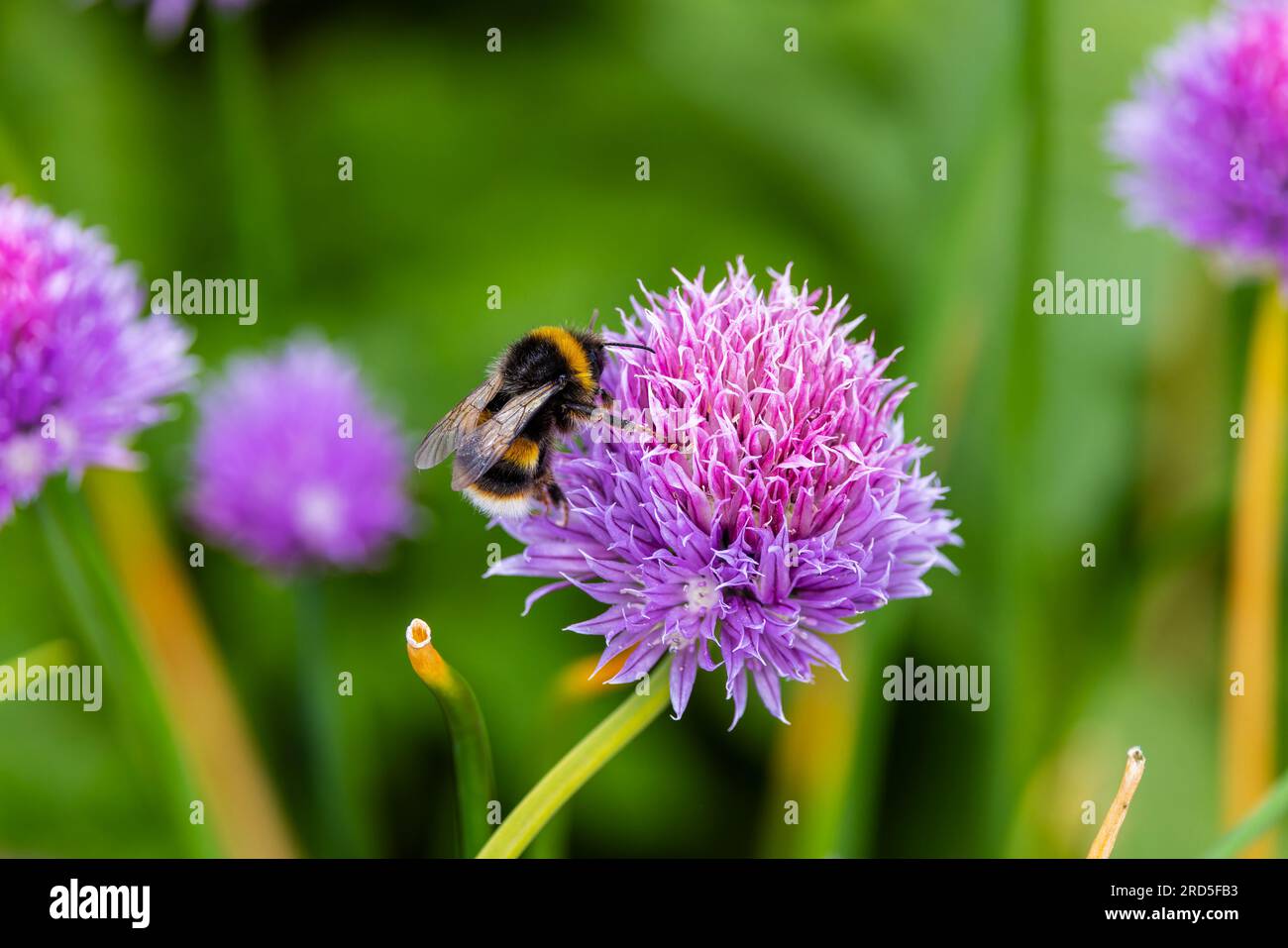 Bumblebee collects nectar from Common Chive flower "Allium