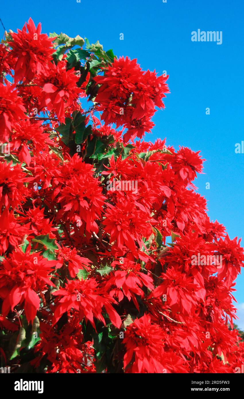 Poinsettia tree deals