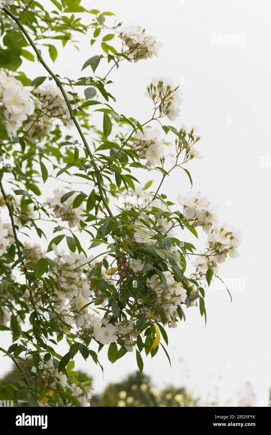Single white summer rambling rose flowers of Rosa Darlow's Enigma in UK