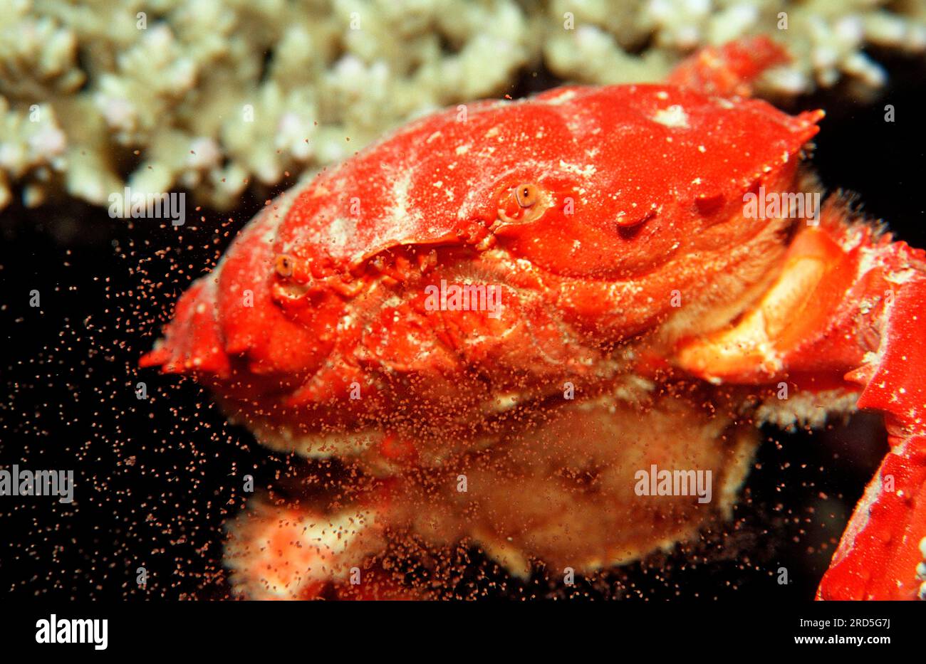 Red Crab releasing eggs, Sudan (Etisus splendidus), oviposition Stock Photo