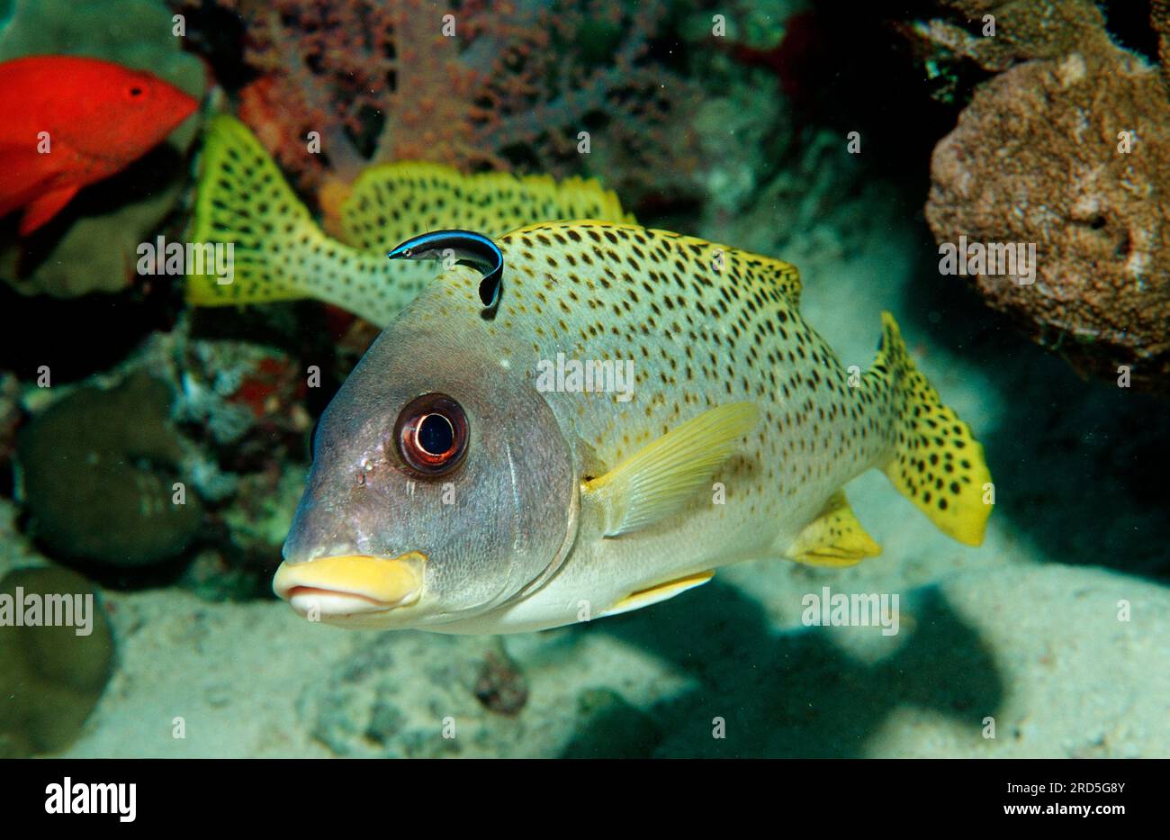 Blackspotted Sweetlip with Striped Cleaner Wrasse, Sudan (Plectorhinchus gaterinus) (Labroides dimidiatus) Stock Photo