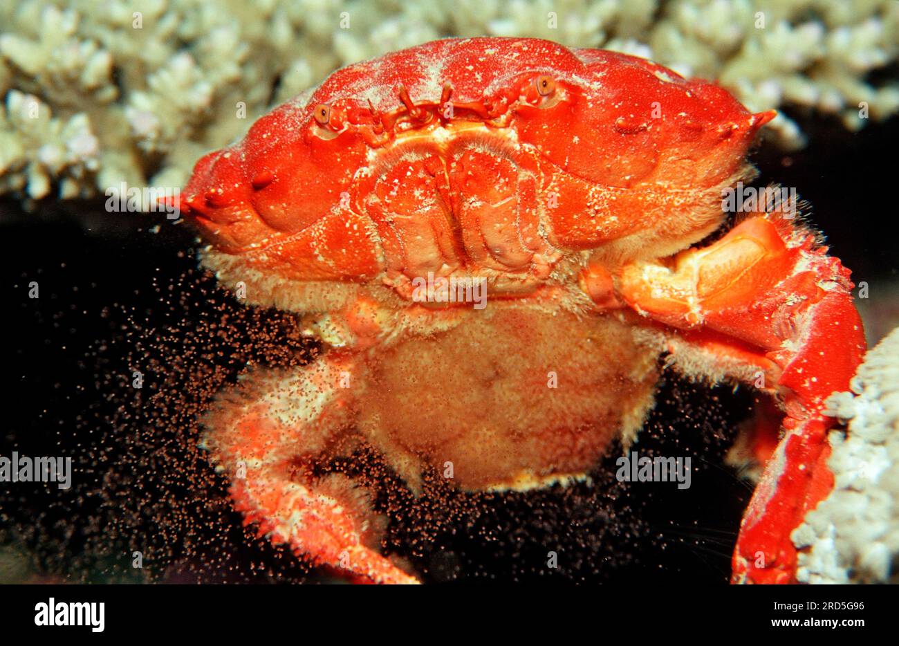 Red Crab releasing eggs, Sudan (Etisus splendidus), oviposition Stock