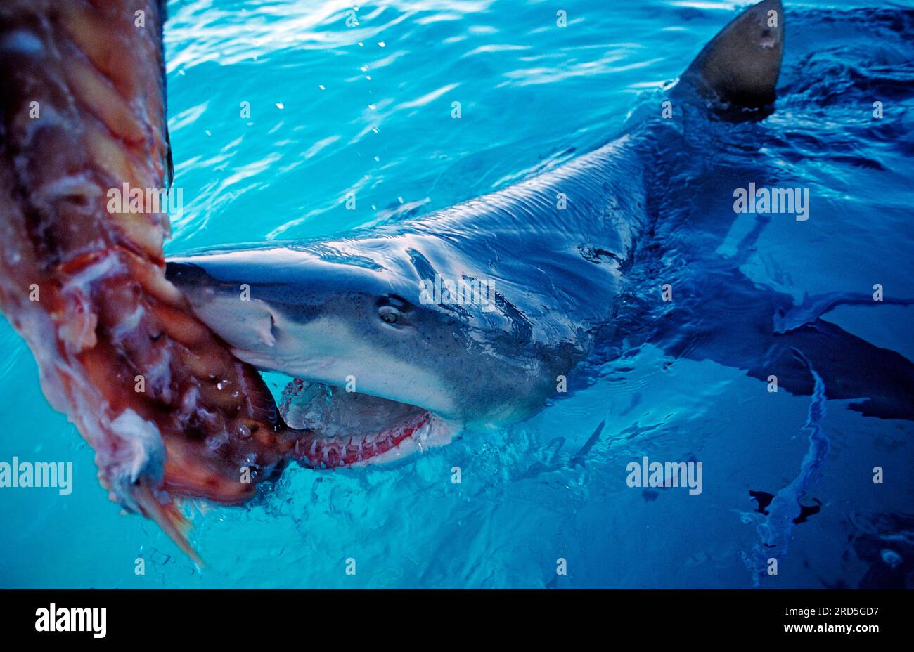 Lemon shark with Sicklefin lemon shark (Negaprion acutidens), shark