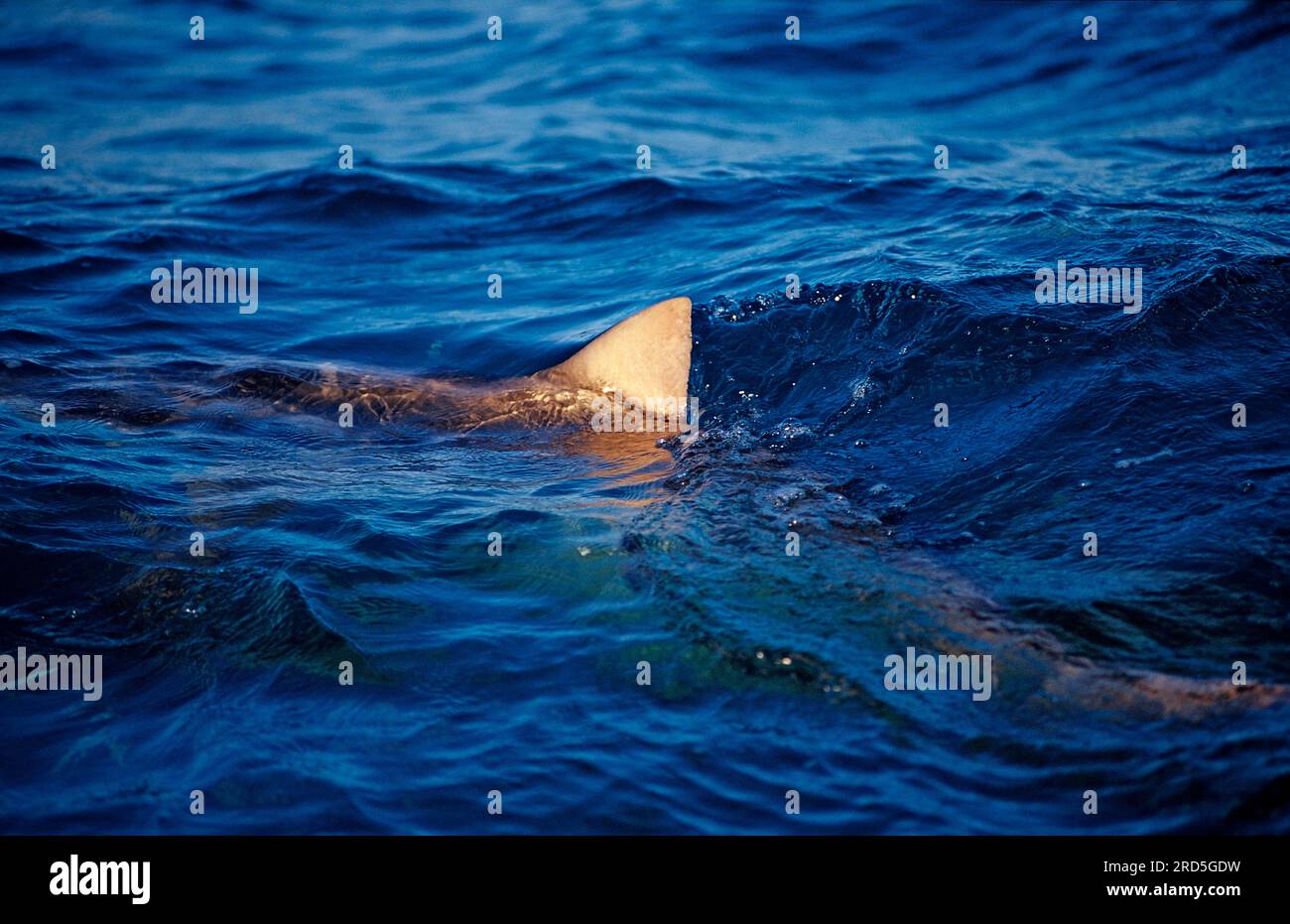 Lemon shark on water surface, Sicklefin lemon shark (Negaprion