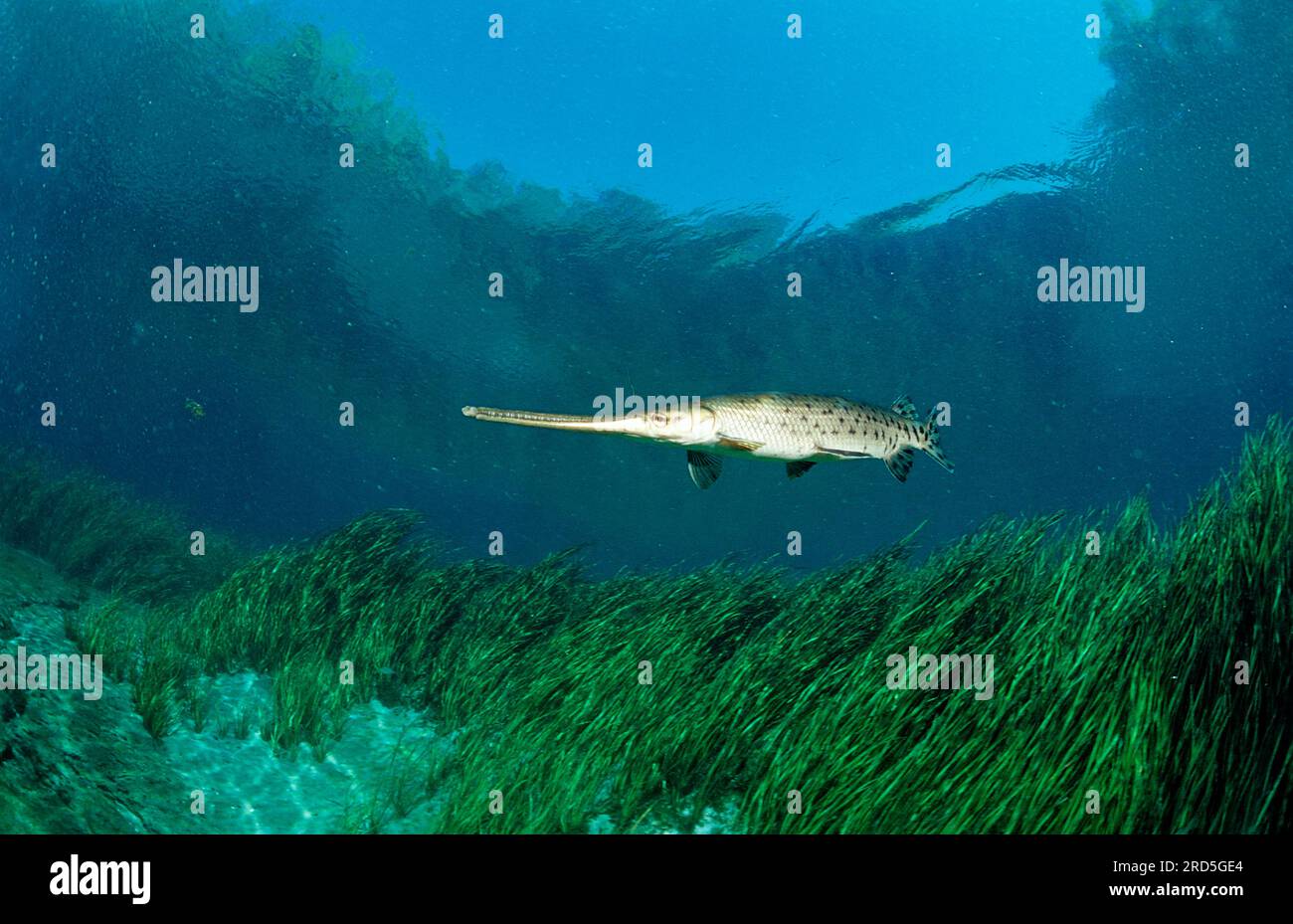 Longnose bonefish, Longnose gar (Lepisosteus osseus), Slim bonefish, USA Stock Photo
