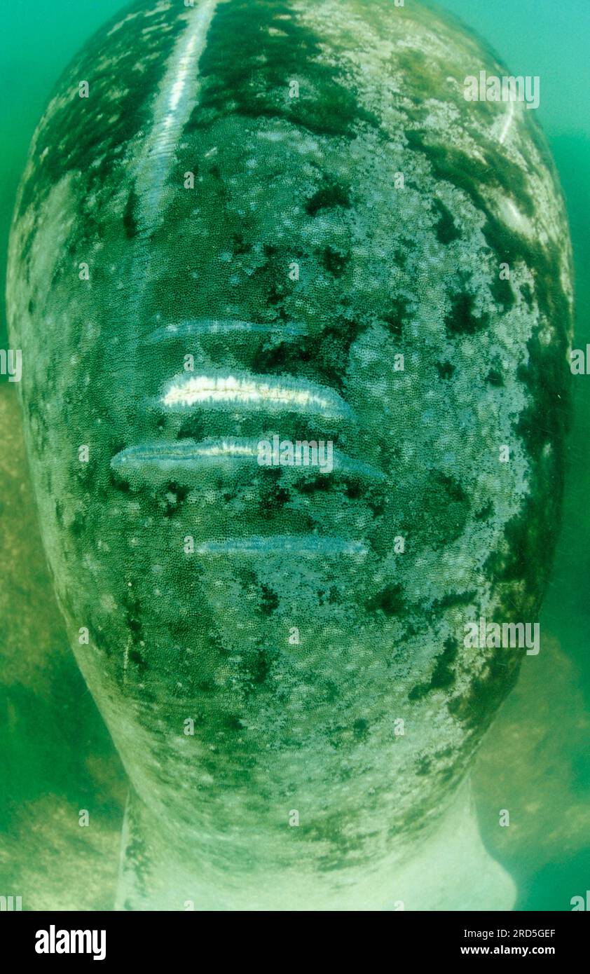 Round-tailed manatee, propeller injuries, Everglades, Florida manatee