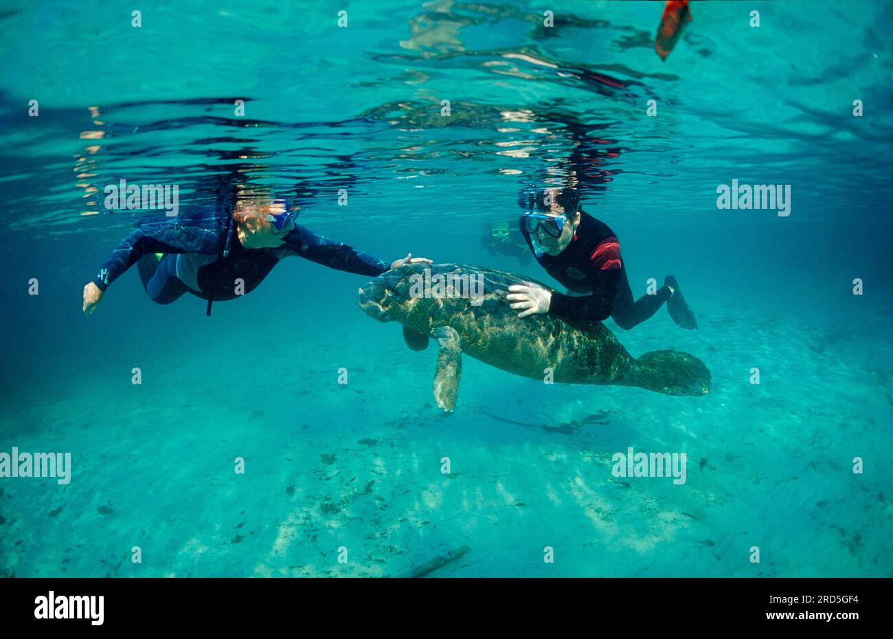 Round-tailed manatee and snorkeler, Crystal River, Florida manatee