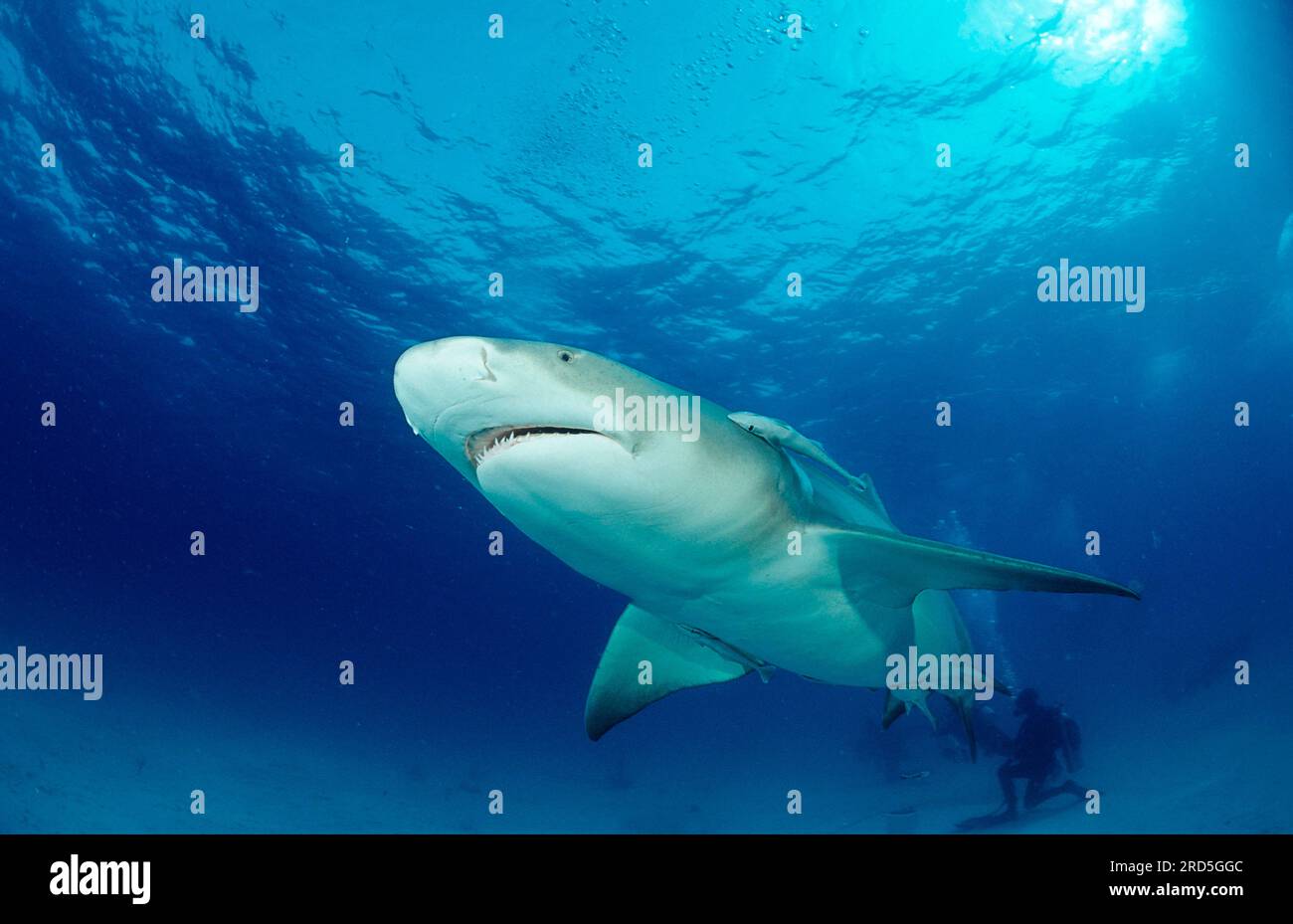 Lemon shark (Negaprion acutidens), Bahamas Stock Photo Alamy