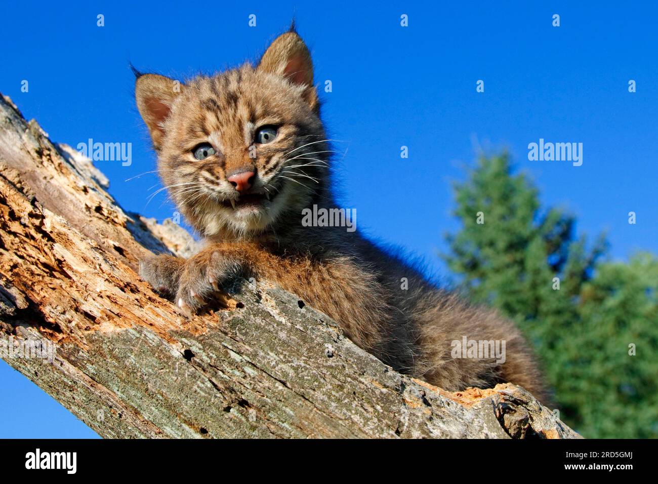 Bobcat (Lynx rufus), young (Felis rufa Stock Photo Alamy
