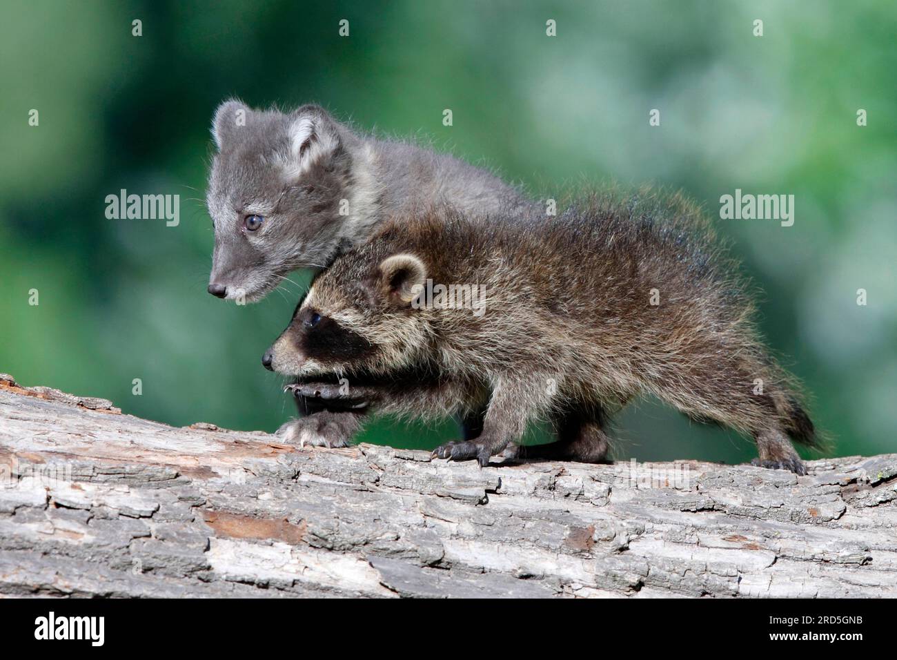 Two raccoon hi-res stock photography and images - Alamy