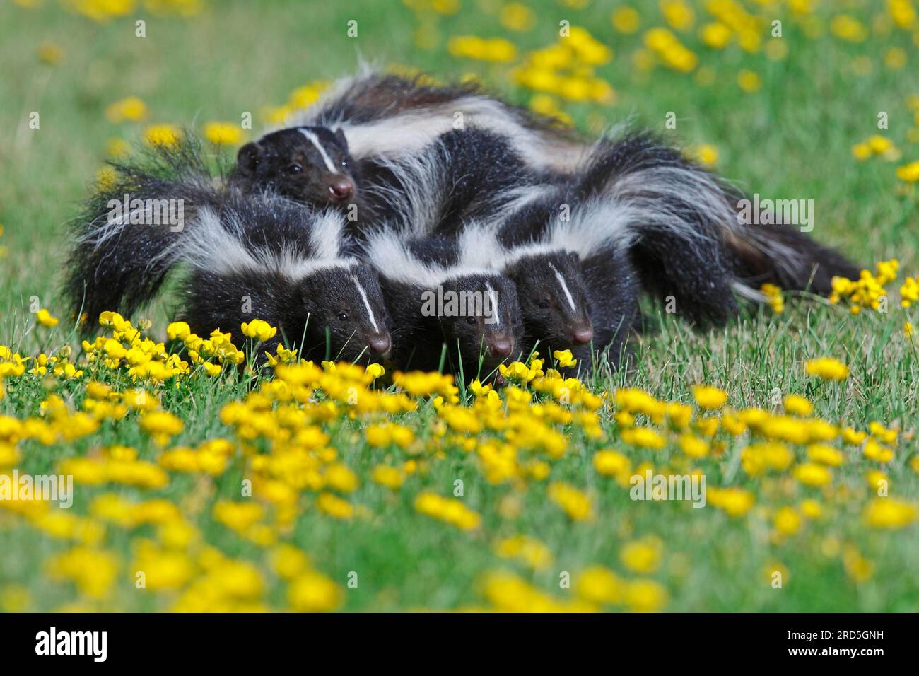 Skunks, juveniles, Striped skunk (Mephitis mephitis Stock Photo - Alamy