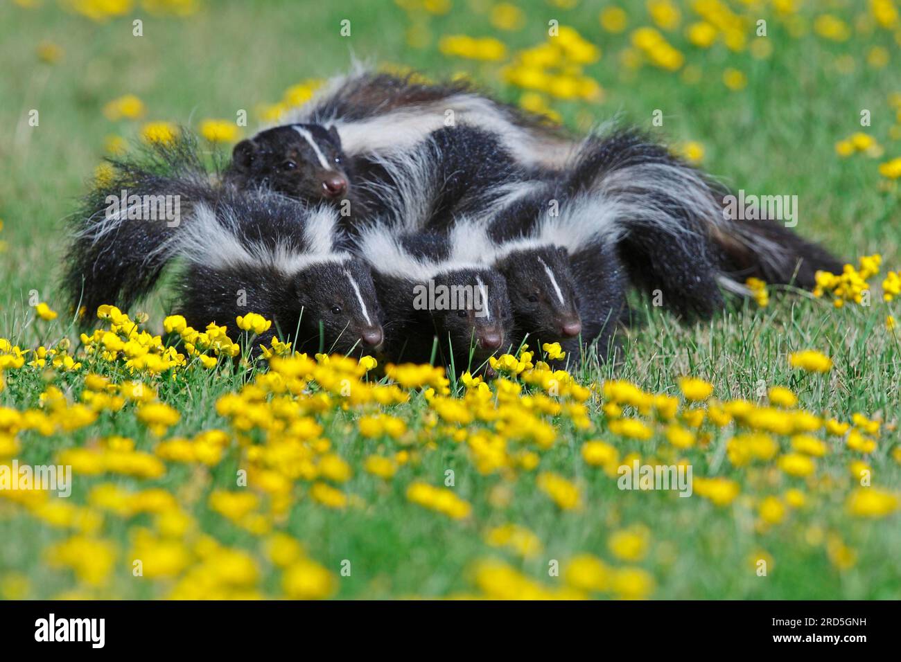 Skunks, juveniles, Striped skunk (Mephitis mephitis) Stock Photo