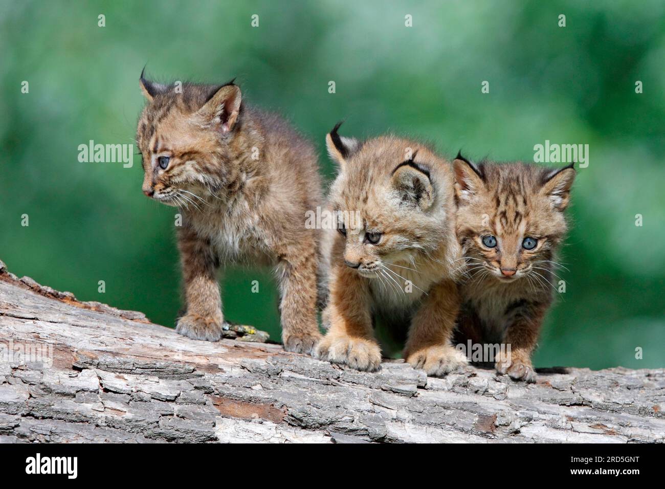 Linx Rufus Canada lynx and Bobcat (Lynx rufus), young (Felis lynx canadensis ...