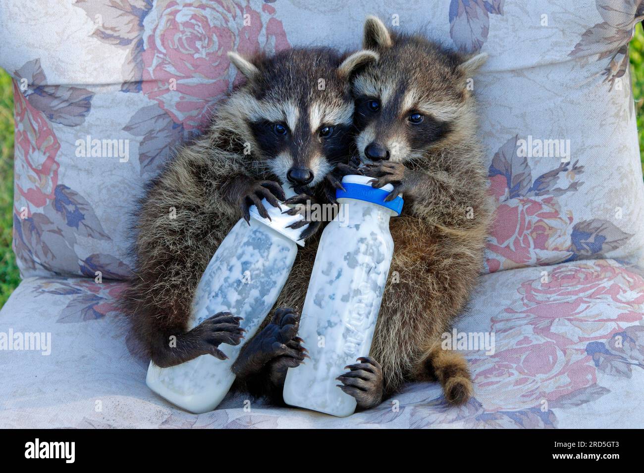Raccoons (Procyon lotor), orphaned cubs drinking milk from bottle ...