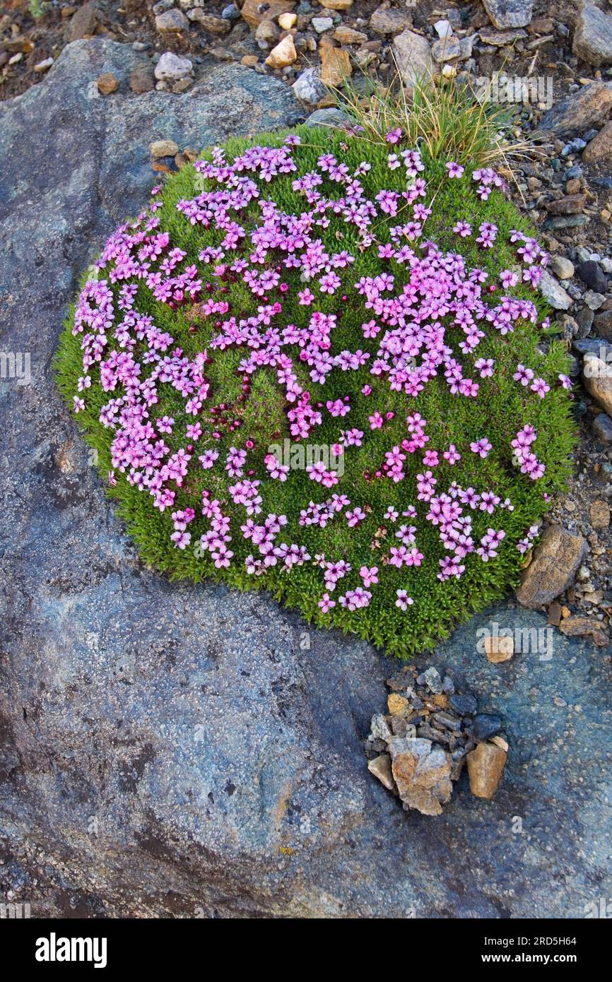 Moss campion (Silene acaulis) Carinthia, Austria, Austria, Stengeless Glueweed Stock Photo