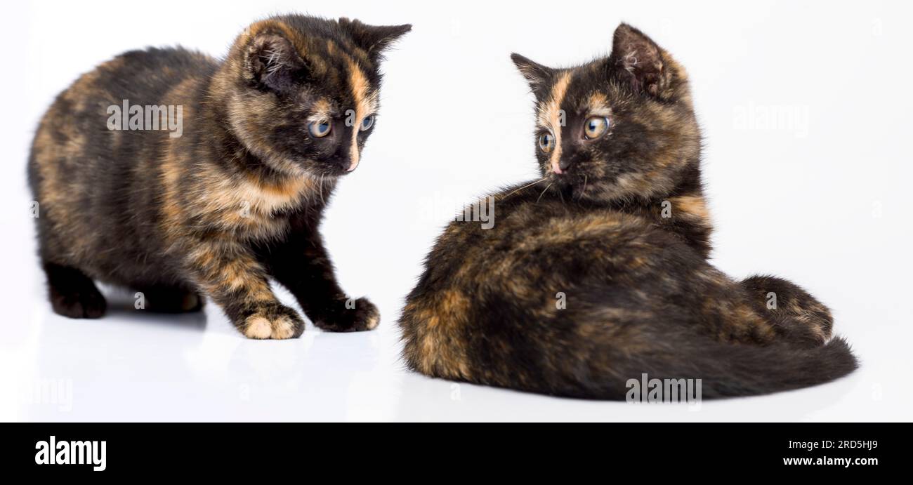 Two identical twin cats looking at each other. They take great care before playing. Beloved kittens on a white background. Stock Photo