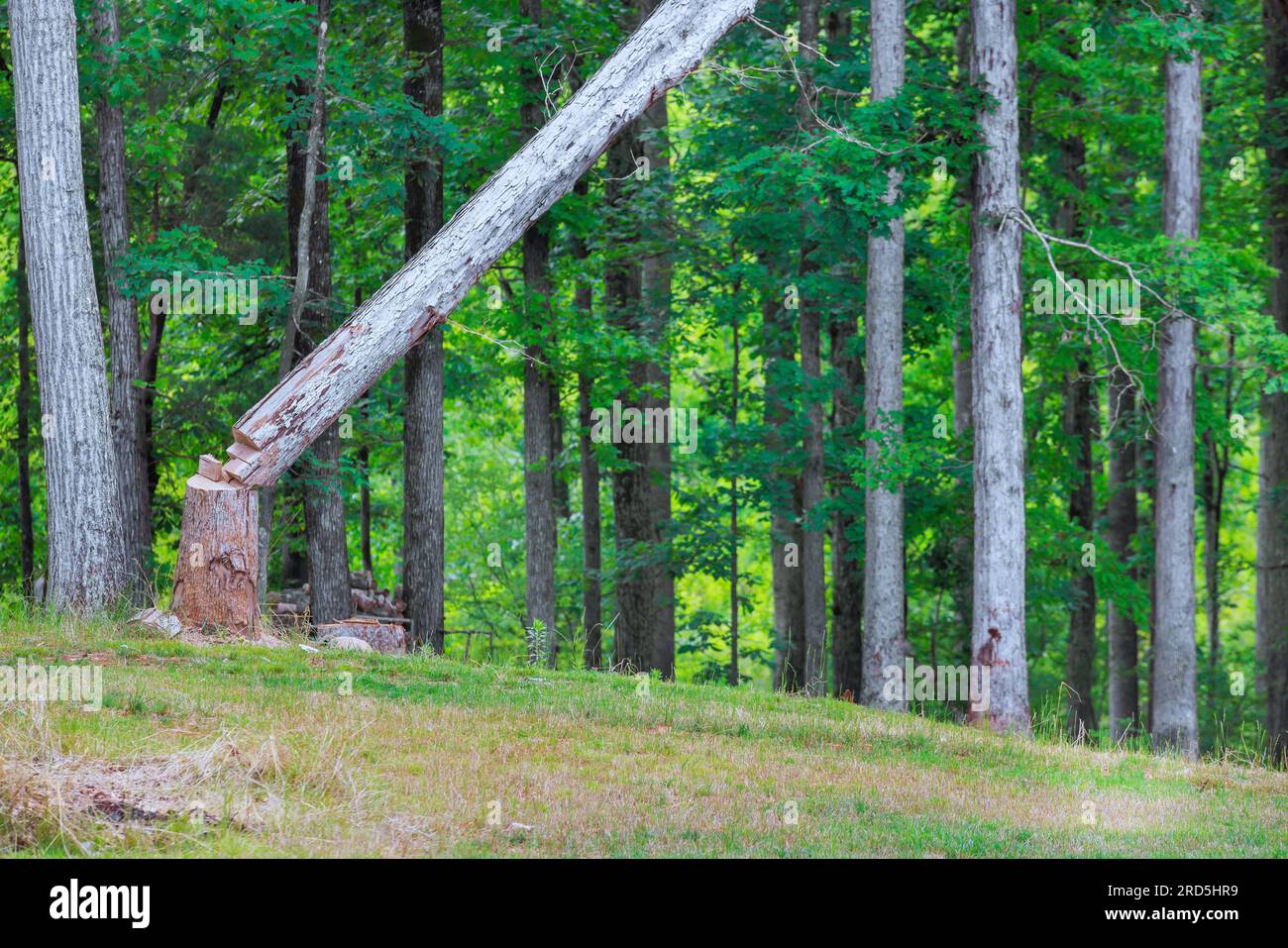 During cutting tree that have been cut down by woodcutter fall Stock